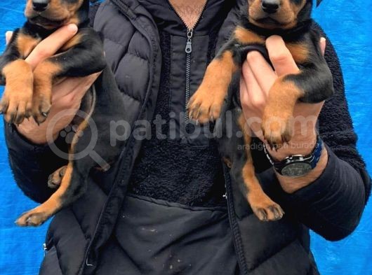 Doberman Yavrularım görsel