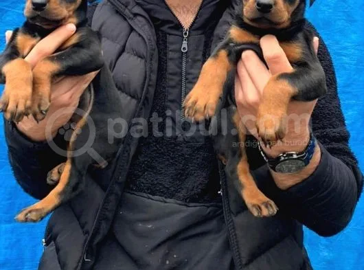 Doberman Yavrularım