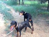 Doberman Yavrularım