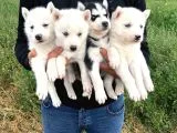 Karbeyaz Husky Yavruları