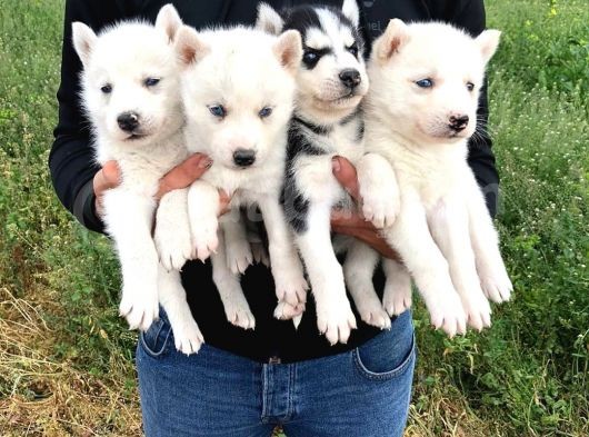 Karbeyaz Husky Yavruları görsel