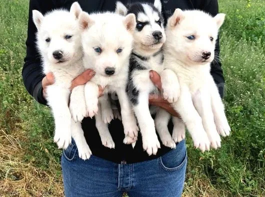 Karbeyaz Husky Yavruları