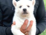 Karbeyaz Husky Yavruları