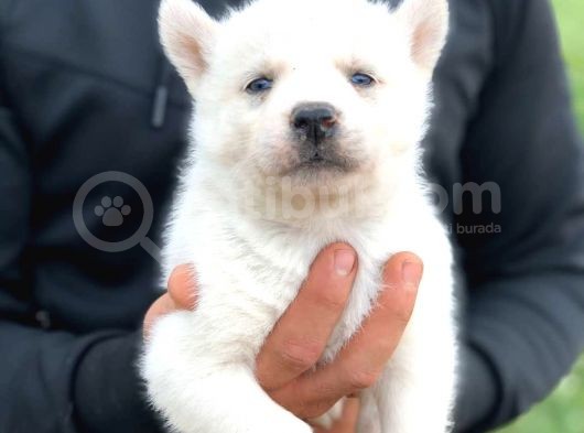Karbeyaz Husky Yavruları görsel