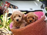 Toy Poodle Bebekler Apricod Renkte