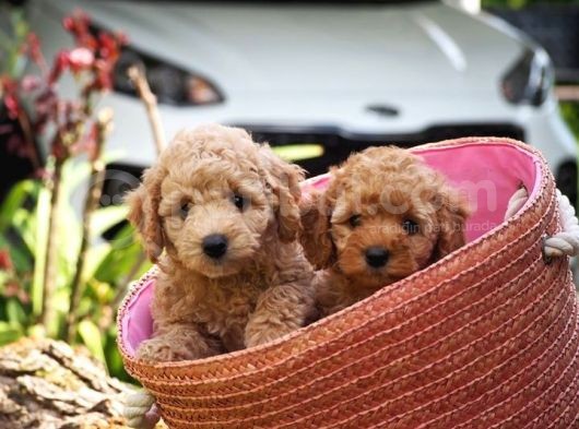 Toy Poodle Bebekler Apricod Renkte görsel