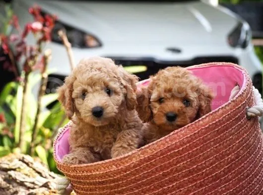 Toy Poodle Bebekler Apricod Renkte
