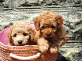 Toy Poodle Bebekler Apricod Renkte