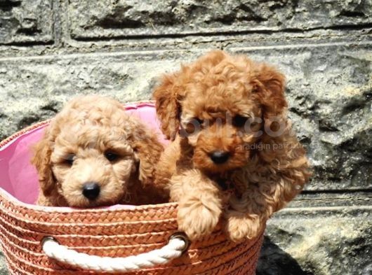 Toy Poodle Bebekler Apricod Renkte görsel