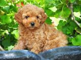 Toy Poodle Bebekler Apricod Renkte