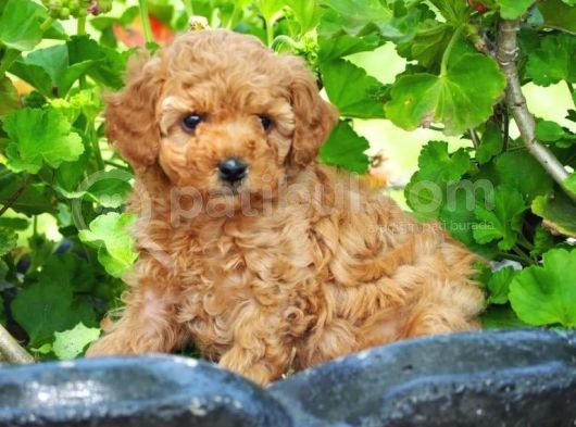 Toy Poodle Bebekler Apricod Renkte görsel