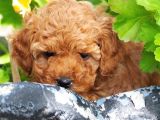 Toy Poodle Bebekler Apricod Renkte