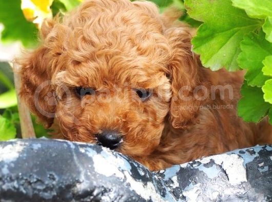 Toy Poodle Bebekler Apricod Renkte görsel