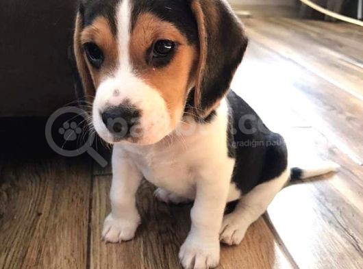 Elizabeth Beagle Bebekler Irk Ve Sağlık Garantili görsel