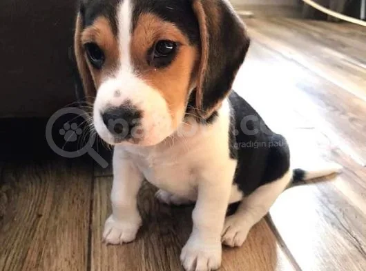 Elizabeth Beagle Bebekler Irk ve Sağlık Garantili