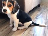 Elizabeth Beagle Bebekler Irk Ve Sağlık Garantili