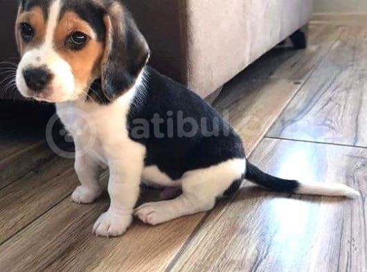 Elizabeth Beagle Bebekler Irk Ve Sağlık Garantili görsel
