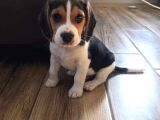Elizabeth Beagle Bebekler Irk Ve Sağlık Garantili