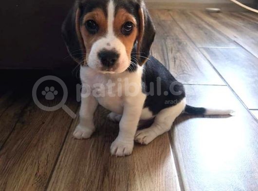 Elizabeth Beagle Bebekler Irk Ve Sağlık Garantili görsel