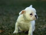 Renk Renk French Bulldog Bebekler