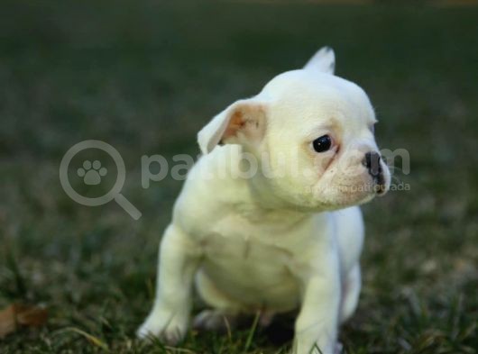 Renk Renk French Bulldog Bebekler görsel