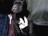 Blue Ve Siyah Cane Corsolar İrisi Ve İyisi