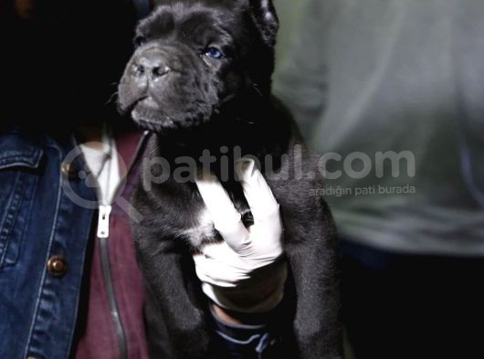 Blue Ve Siyah Cane Corsolar İrisi Ve İyisi görsel