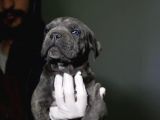 Blue Ve Siyah Cane Corsolar İrisi Ve İyisi