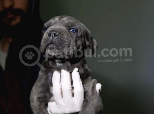 Blue Ve Siyah Cane Corsolar İrisi Ve İyisi görsel