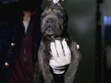 Blue Ve Siyah Cane Corsolar İrisi Ve İyisi
