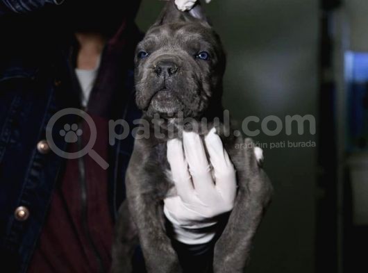 Blue Ve Siyah Cane Corsolar İrisi Ve İyisi görsel