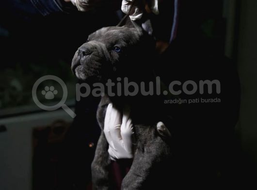 Blue Ve Siyah Cane Corsolar İrisi Ve İyisi görsel