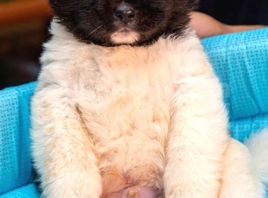 Amerikan Akita Yavruları görsel
