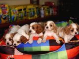 Cavalier King Charles Bebekler Irk Ve Sağlık Garantili