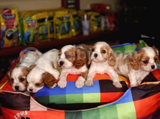 Cavalier King Charles Bebekler Irk Ve Sağlık Garantili görsel