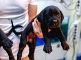 Blue Ve Siyah Cane Corsolar İrisi Ve İyisi