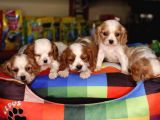 Cavalier King Charles Bebekler Irk Ve Sağlık Garantili