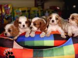 Cavalier King Charles Bebekler Irk Ve Sağlık Garantili