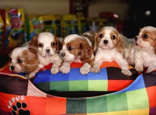 Cavalier King Charles Bebekler Irk ve Sağlık Garantili