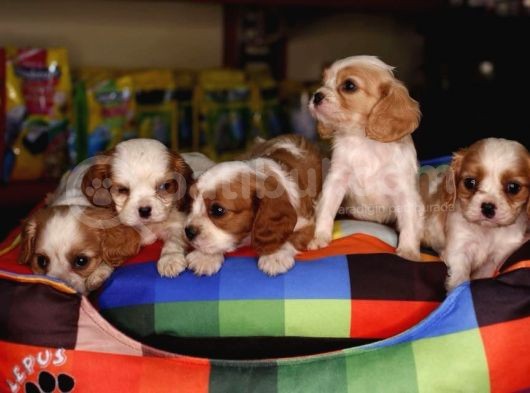 Cavalier King Charles Bebekler Irk Ve Sağlık Garantili görsel
