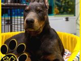 Efsane Doberman Bebekler