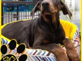 Efsane Doberman Bebekler