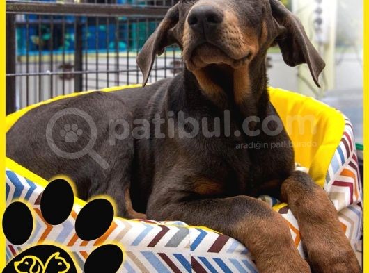 Efsane Doberman Bebekler görsel