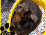 Efsane Doberman Bebekler