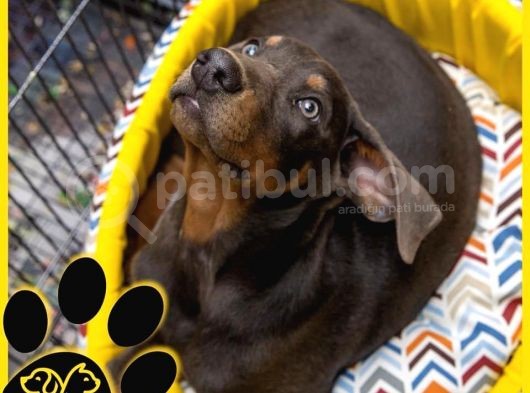 Efsane Doberman Bebekler görsel