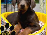 Efsane Doberman Bebekler