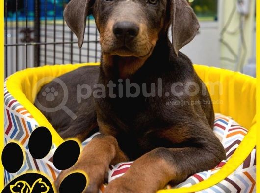 Efsane Doberman Bebekler görsel