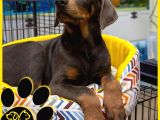 Efsane Doberman Bebekler