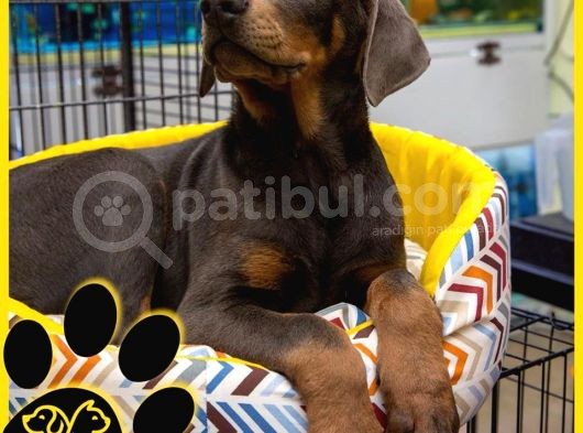 Efsane Doberman Bebekler görsel