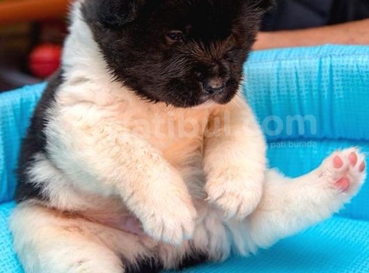 Amerikan Akita Yavruları görsel